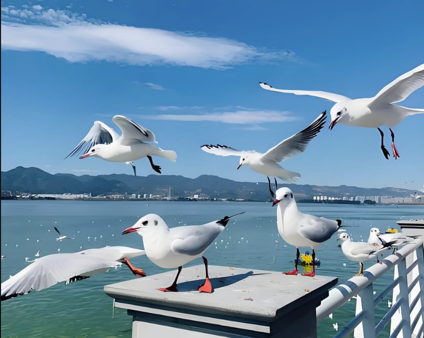 微信图片_20250125155816