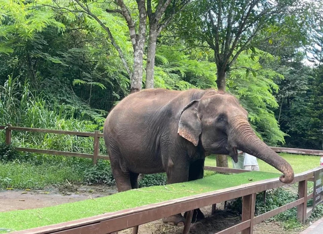 野象谷
